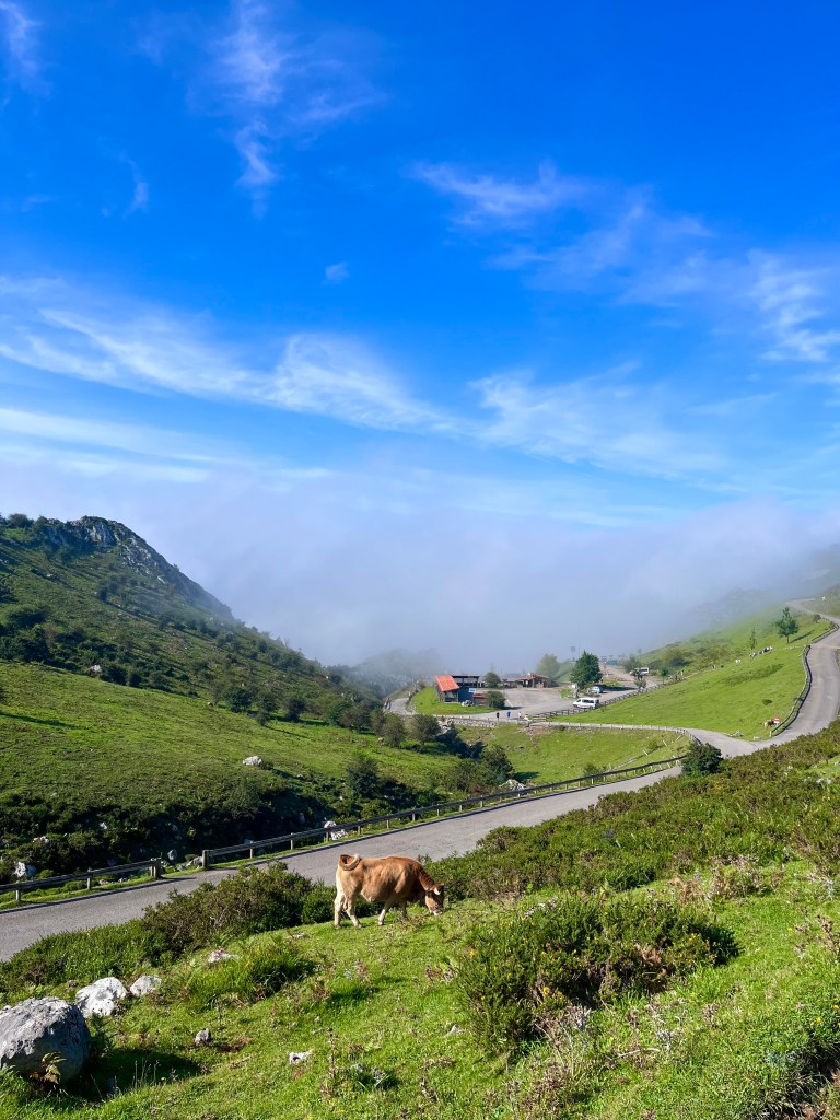 A scenic view of the Lakes of Covadonga, featuring green hills, a grazing cow, and distant buildings under a blue sky with some clouds.