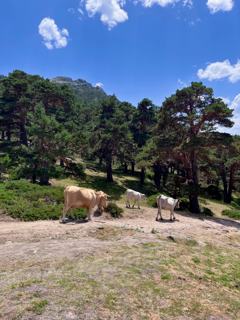 cows in the field that could be seen on Camino Schmidt
